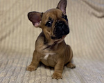 Собаки в Санкт-Петербурге: Шикарная девочка французского бульдога  Девочка, 40 000 руб. - фото 9