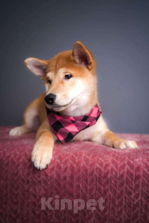 Собаки в Санкт-Петербурге: Малыш Сиба ину Мальчик, 80 000 руб. - фото 6