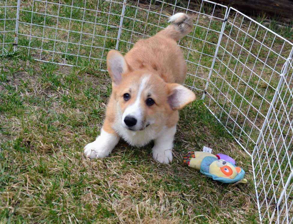 Собаки в Ореховом-Зуево: Коржики Мальчик, 40 000 руб. - фото 5