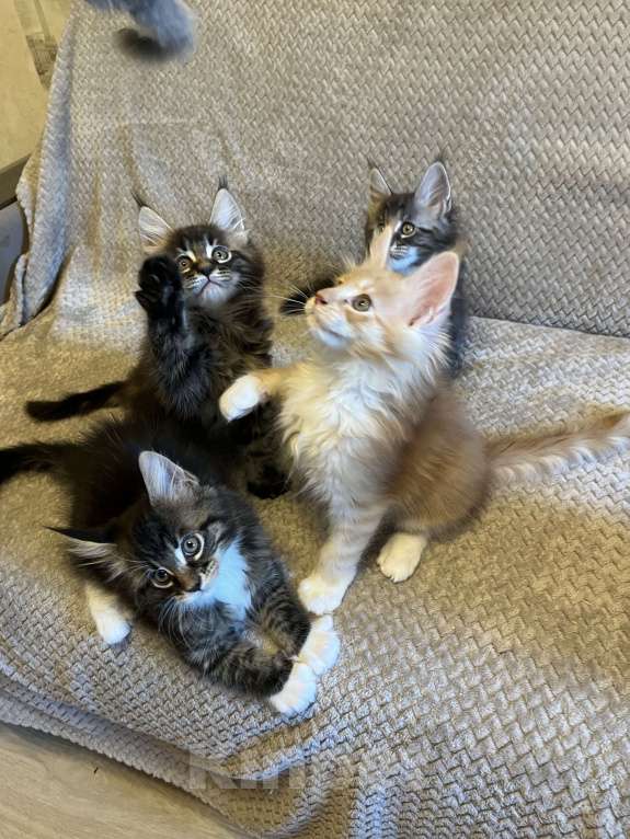 Кошки в Томске: Бронирование котенка мейн-кун Мальчик, 45 000 руб. - фото 1