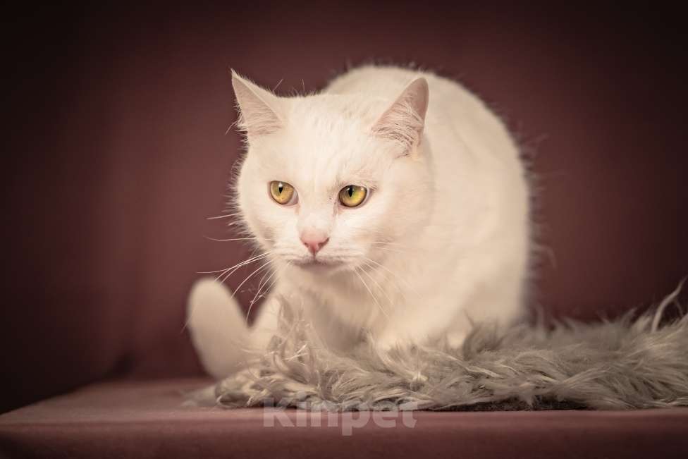 Кошки в Клине: Кассиопея — изящная кошечка, точно фарфоровая статуэтка Девочка, Бесплатно - фото 10