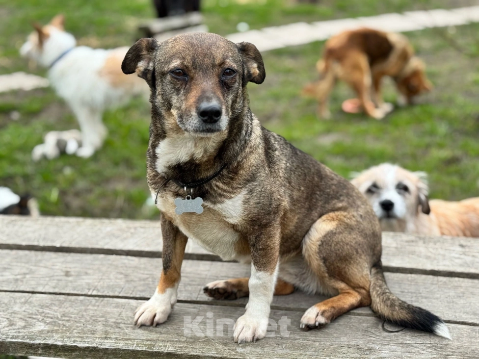 Собаки в Санкт-Петербурге: Собака в добрые руки Девочка, Бесплатно - фото 3