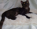Кошки в Туле: Очаровательная Одри в добрые руки, Бесплатно - фото 3