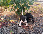 Собаки в Славянске-На-Кубани: Продам стаффордширского терьера Мальчик, 5 000 руб. - фото 1