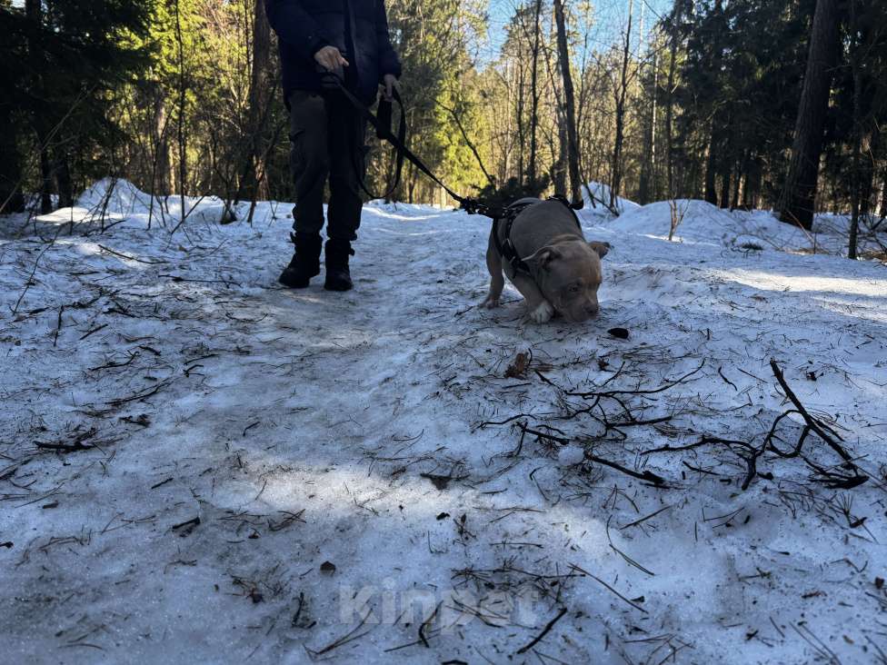 Собаки в Москве: Лиловый триколор Мальчик, 100 000 руб. - фото 4