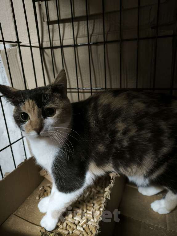 Кошки в Санкт-Петербурге: Ласковая трёхцветная кисуня 5 мес Девочка, Бесплатно - фото 1