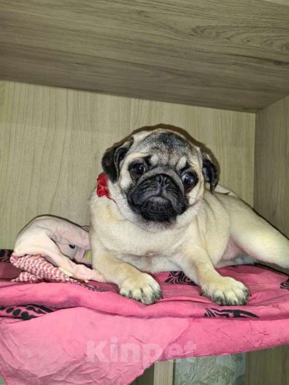 Собаки в Новосибирске: Девочка подросток 6 месяцев Девочка, 25 000 руб. - фото 2