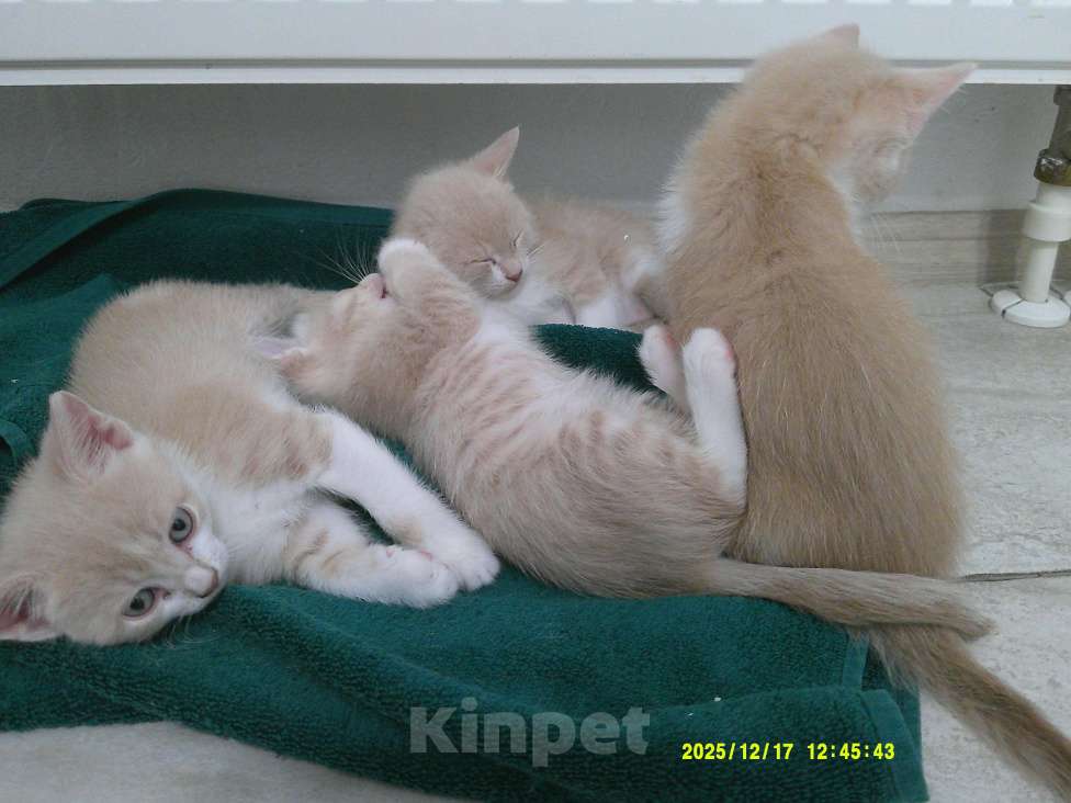 Кошки в Москве: Котята от домашней кошки Мальчик, 500 руб. - фото 5