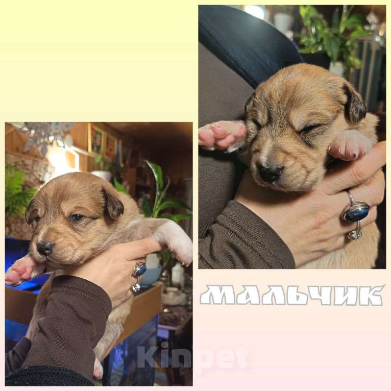 Собаки в других городах Ленинградской области: Австралийские ретриверы Мальчик, 7 000 руб. - фото 1