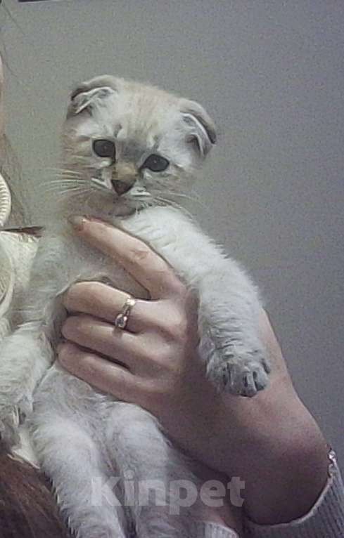 Кошки в Энгельс: Породистый котик в добрые руки🤗 Мальчик, Бесплатно - фото 4