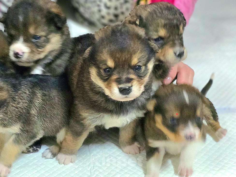 Собаки в Новосибирске: Щенок Толгат 1 мес. Доставим по Новосибирску и нсо.  Мальчик, Бесплатно - фото 5