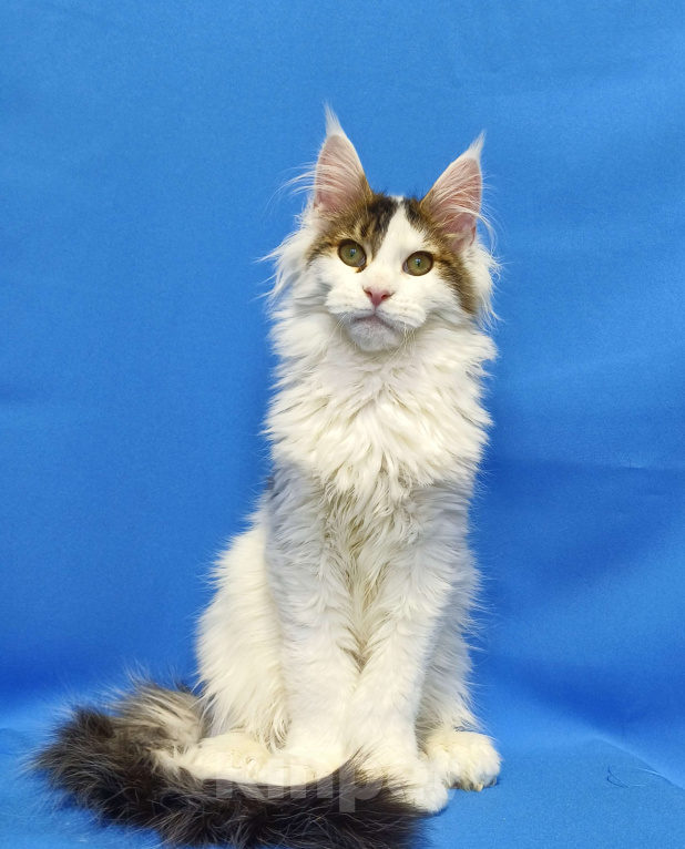 Кошки в Москве: Котенок Мейн-Кун Полидакт Мальчик, 85 000 руб. - фото 2