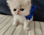Кошки в Балашихе: Продажа котят Мальчик, 20 000 руб. - фото 9