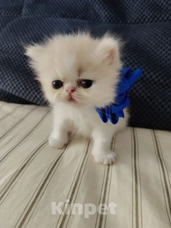 Кошки в Балашихе: Продажа котят Мальчик, 20 000 руб. - фото 9