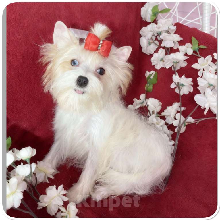 Собаки в Москве: Йорк с голубыми глазами девочка подрощенная Девочка, 130 000 руб. - фото 10