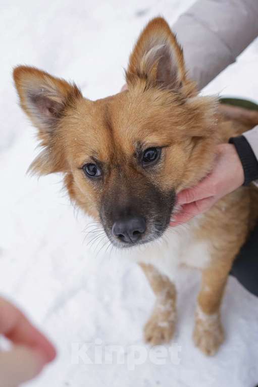 Собаки в Санкт-Петербурге: Отдам собаку бесплатно  Девочка, Бесплатно - фото 4