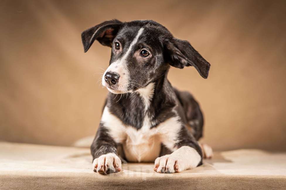 Собаки в Клине: Нуара – контактная и ласковая обаяшка Девочка, Бесплатно - фото 6