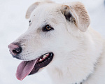 Собаки в Москве: Альт Мальчик, Бесплатно - фото 3