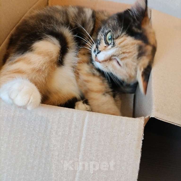 Кошки в других городах Московской области: Котенок в милые добрые руки  Девочка, Бесплатно - фото 3