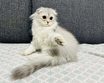 Кошки в Кудрово: Шотландский котенок фолд Мальчик, 25 000 руб. - фото 2