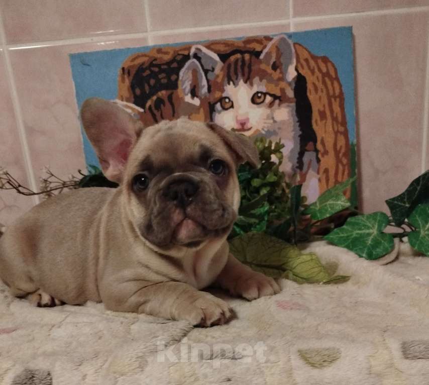 Собаки в Москве: Милый мальчик французский бульдог. Мальчик, 65 000 руб. - фото 1