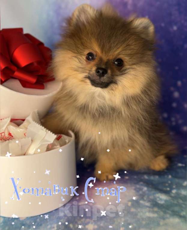 Собаки в Москве: Померанский шпиц Мальчик, Бесплатно - фото 1