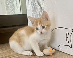 Кошки в Санкт-Петербурге: Котенок ищет дом Мальчик, Бесплатно - фото 4