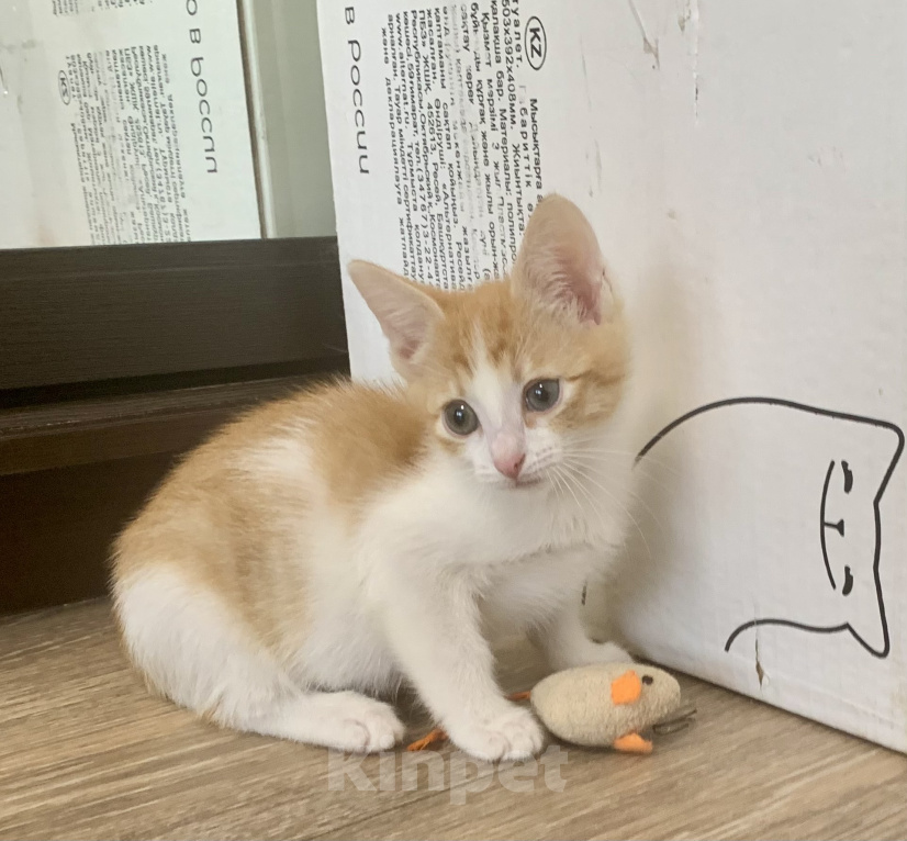 Кошки в Санкт-Петербурге: Котенок ищет дом Мальчик, Бесплатно - фото 4
