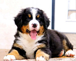 Собаки в Москве: Бернский Зенненхунд щенок Мальчик, Бесплатно - фото 1
