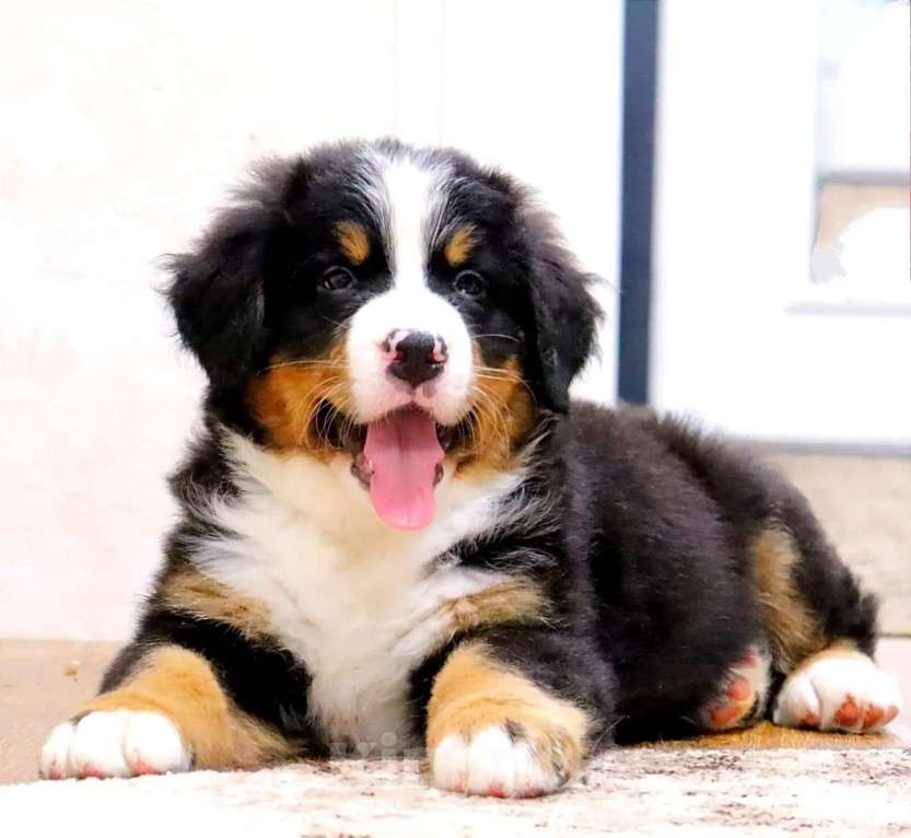 Собаки в Москве: Бернский Зенненхунд щенок Мальчик, Бесплатно - фото 1