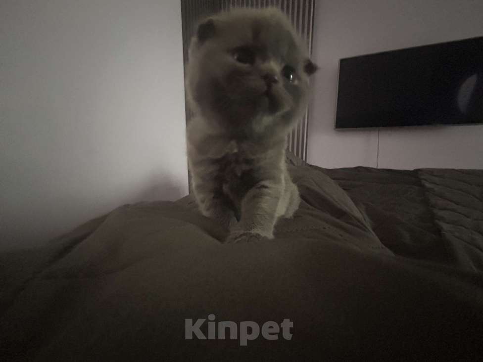 Кошки в Екатеринбурге: Котята Мальчик, 25 000 руб. - фото 3