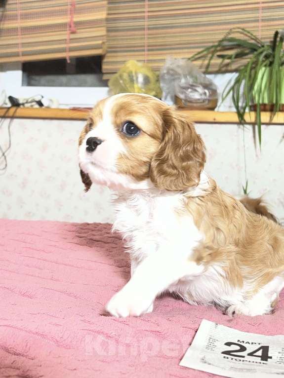 Собаки в Москве: Девочка кавалерочка Девочка, 85 000 руб. - фото 3