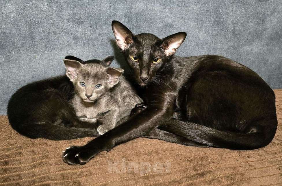 Кошки в Ростове-на-Дону: Ориентальная кошечка Девочка, 20 000 руб. - фото 9