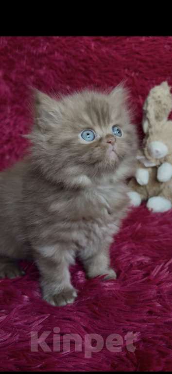 Кошки в Люберцах: Шотландские котята Девочка, Бесплатно - фото 1