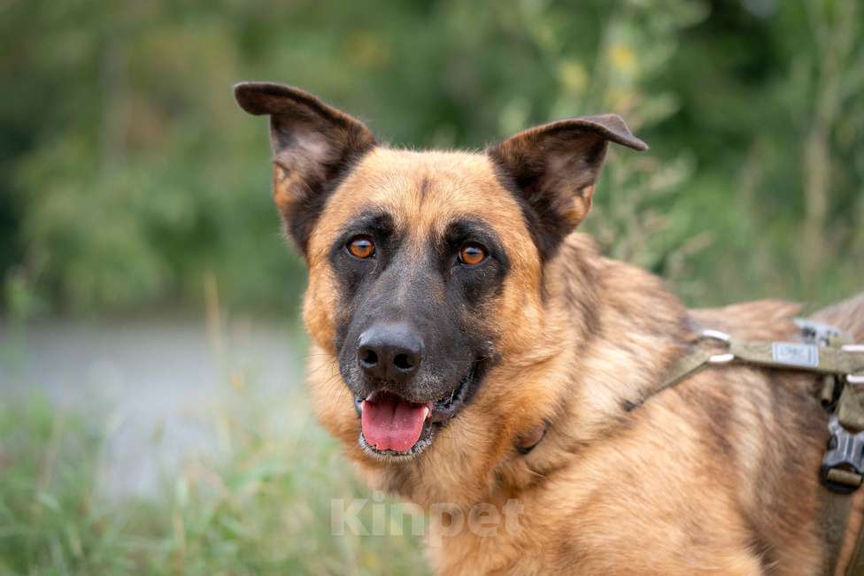 Собаки в Москве: Коротколапый Ронни ищет дом! Мальчик, Бесплатно - фото 1