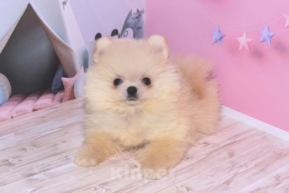Собаки в Москве: Вязка кремовый померанский шпиц Мальчик, 2 500 руб. - фото 2