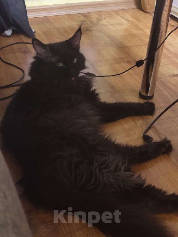 Кошки в Лобне: Независимый мейн-кун в дар Мальчик, Бесплатно - фото 2