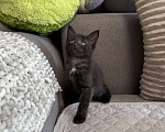 Кошки в Химках: Котенок мальчик 3 месяца Мальчик, Бесплатно - фото 4