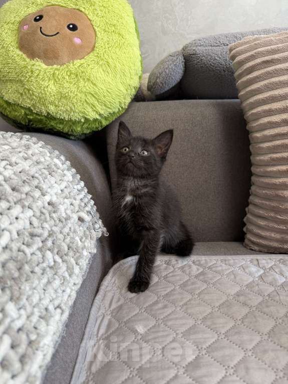 Кошки в Химках: Котенок мальчик 3 месяца Мальчик, Бесплатно - фото 4