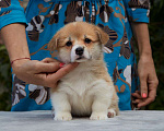 Собаки в Новосибирске: Великолепный щенок  вельш корги пемброк  Мальчик, Бесплатно - фото 1