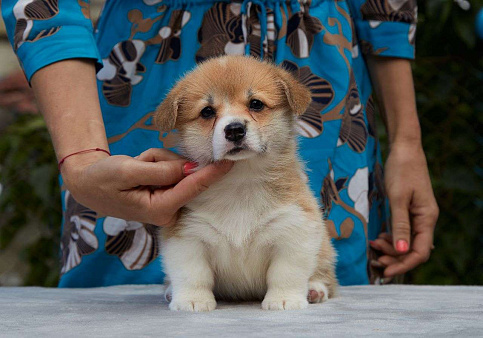 Объявление: Великолепный щенок  вельш корги пемброк , Бесплатно, Новосибирск