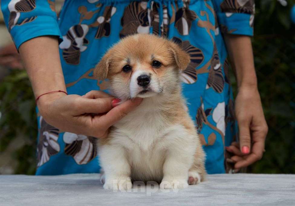 Собаки в Новосибирске: Великолепный щенок  вельш корги пемброк  Мальчик, Бесплатно - фото 1