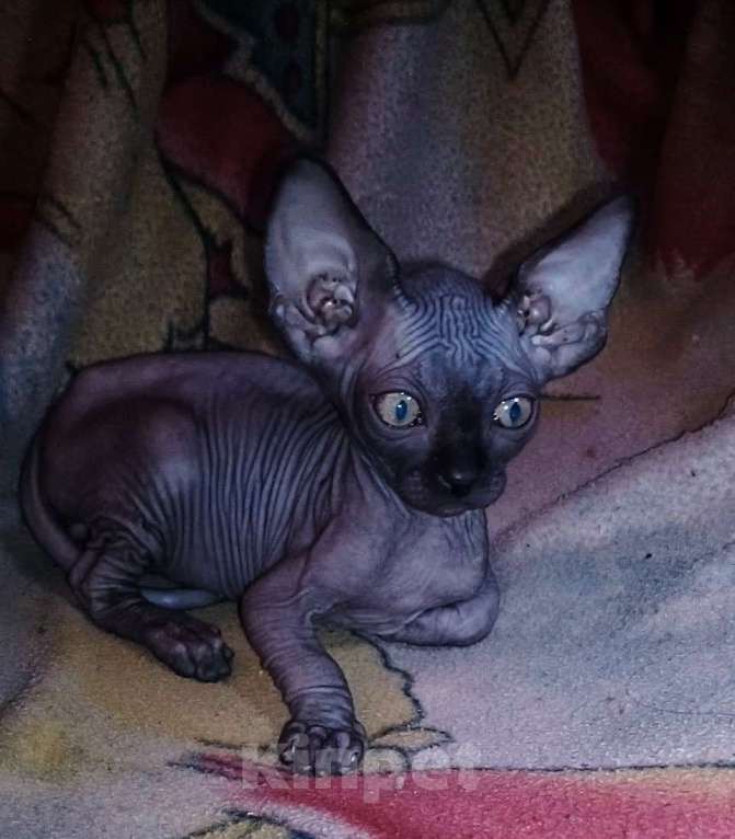 Кошки в Курске: Донской черный мальчик ДГГ Мальчик, 18 000 руб. - фото 3