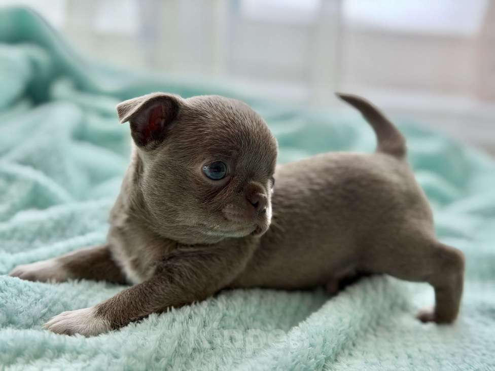 Собаки в Ижевске: Щенок чихуахуа Мальчик, 70 000 руб. - фото 1