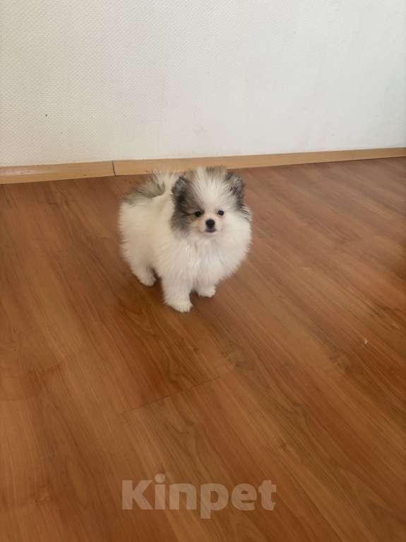 Собаки в Москве: Померанский шпиц, мальчик , 3 месяца  Мальчик, 40 000 руб. - фото 4