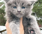 Кошки в Санкт-Петербурге: Шикарный голубой Мейн Кун  Мальчик, 60 000 руб. - фото 1