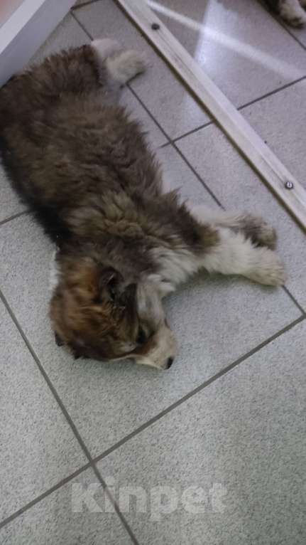 Собаки в других городах Самарской области: Щенок 2 Девочка, Бесплатно - фото 2