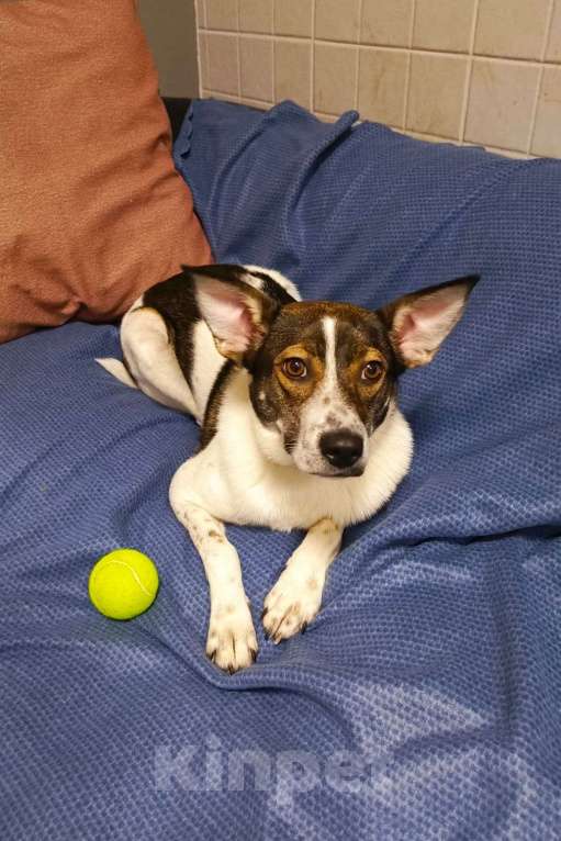 Собаки в Липецке: Малышка Линда  Девочка, Бесплатно - фото 1