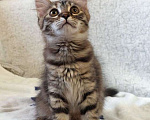 Кошки в Москве: Маленькая полосатая кото-рысь ищет дом Девочка, 10 руб. - фото 8