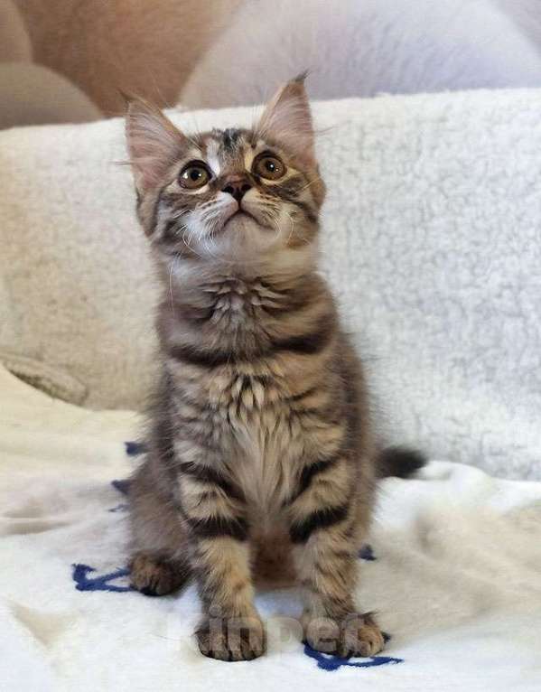 Кошки в Москве: Маленькая полосатая кото-рысь ищет дом Девочка, 10 руб. - фото 8